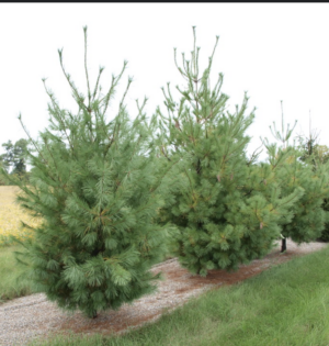 White Pine - Bundles